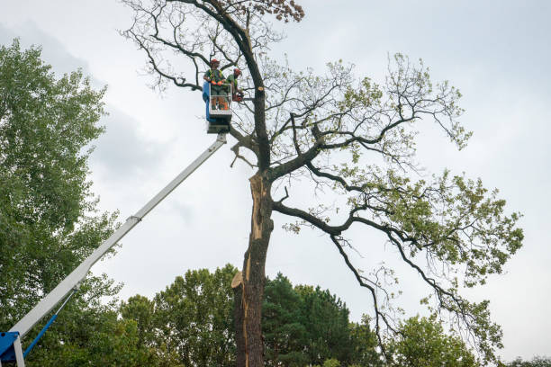 Best Tree Cutting Near Me  in USA